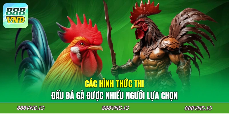 Các hình thức thi đấu đá gà được nhiều người lựa chọn