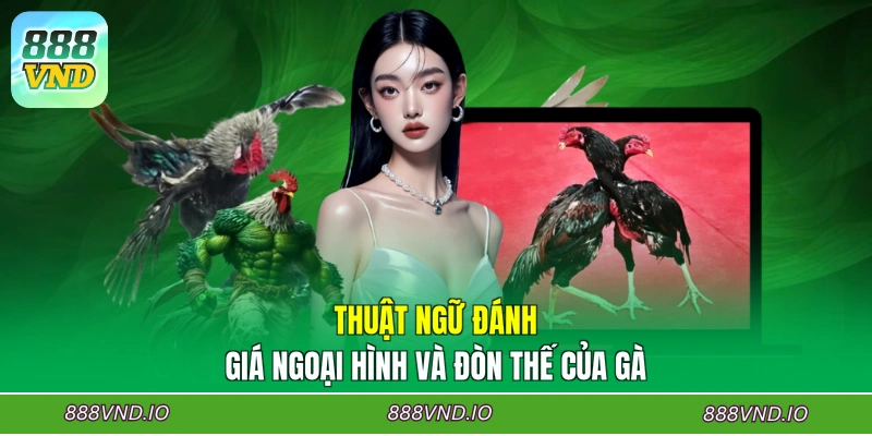 Thuật ngữ đánh giá ngoại hình và đòn thế của gà